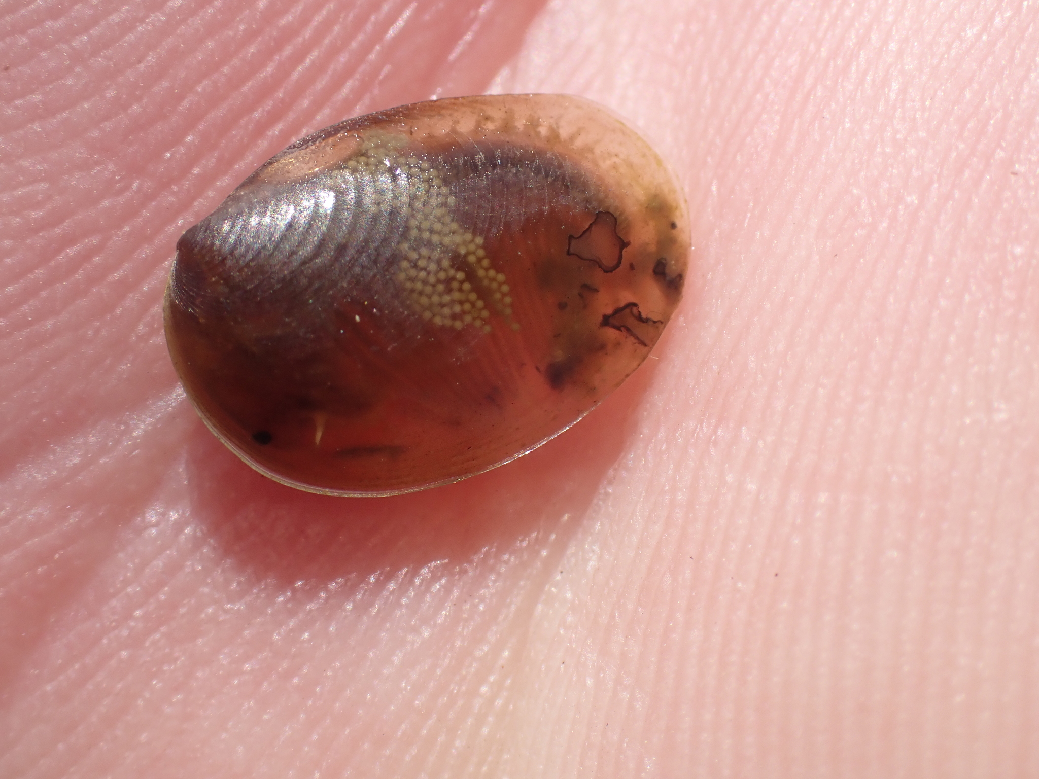 Cyzicus californicus (Packard, 1874)