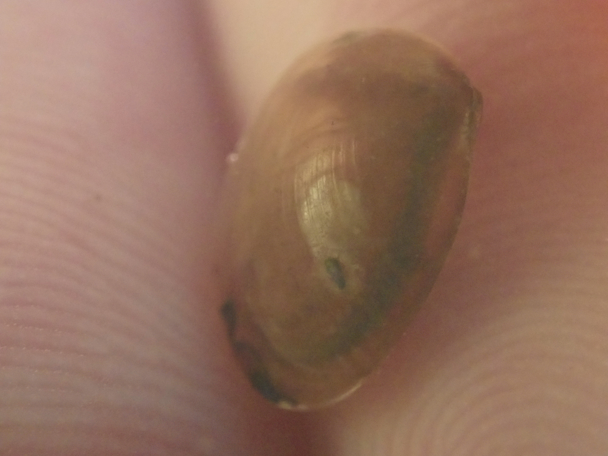 Cyzicus californicus (Packard, 1874)