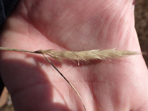 Agrostis hendersonii