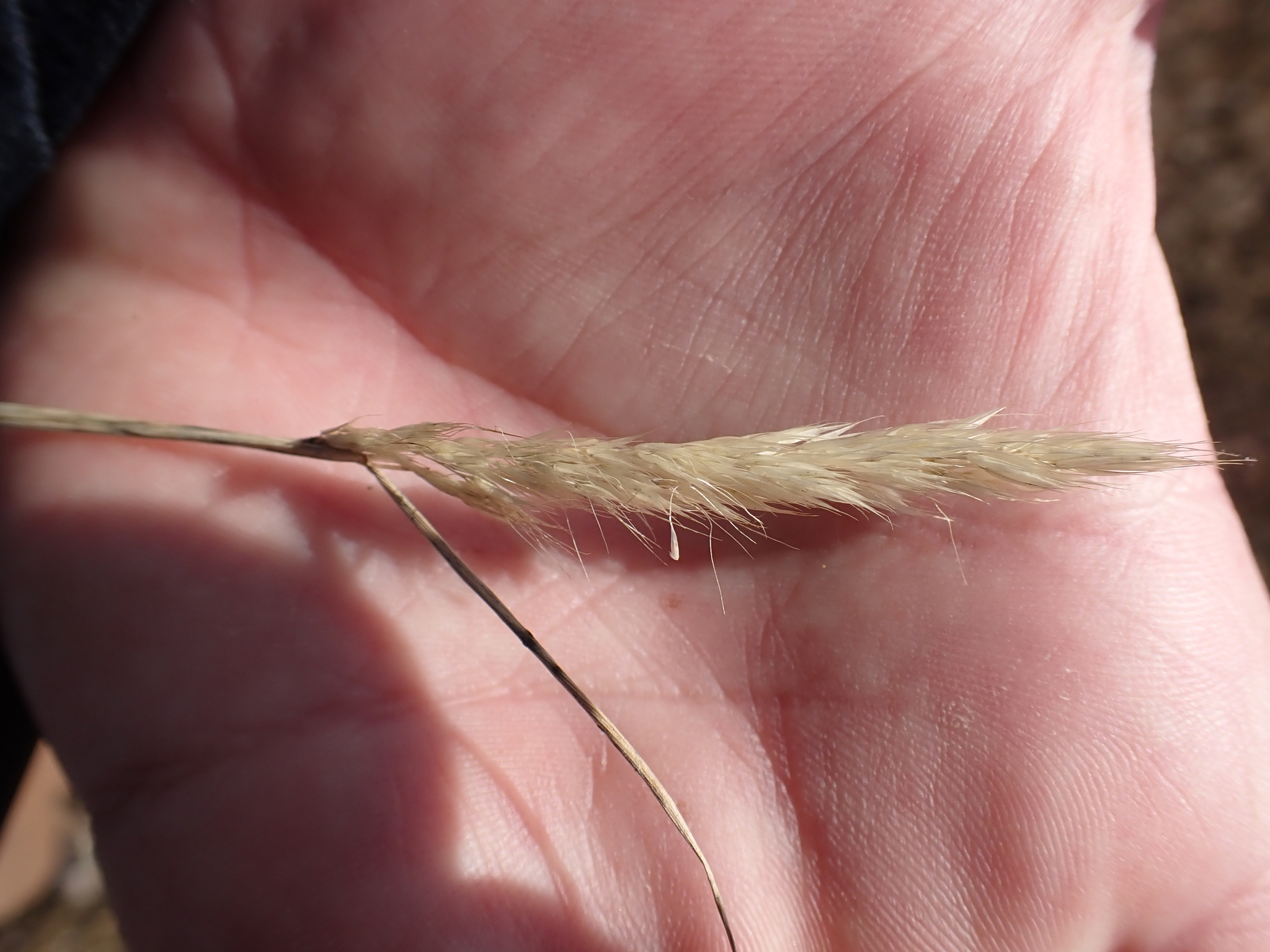 Agrostis hendersonii