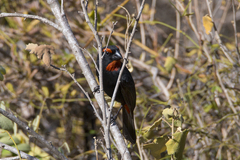 Melopyrrha violacea