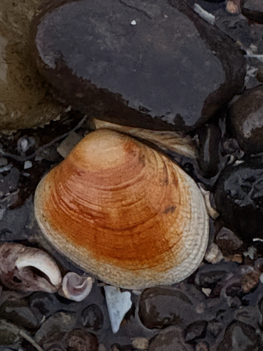 Venerupis largillierti, 2026-04-25