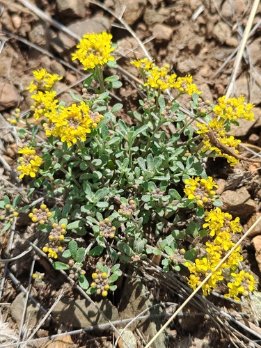 Odontarrhena tortuosa