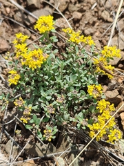 Odontarrhena tortuosa