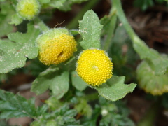 Grangea maderaspatana