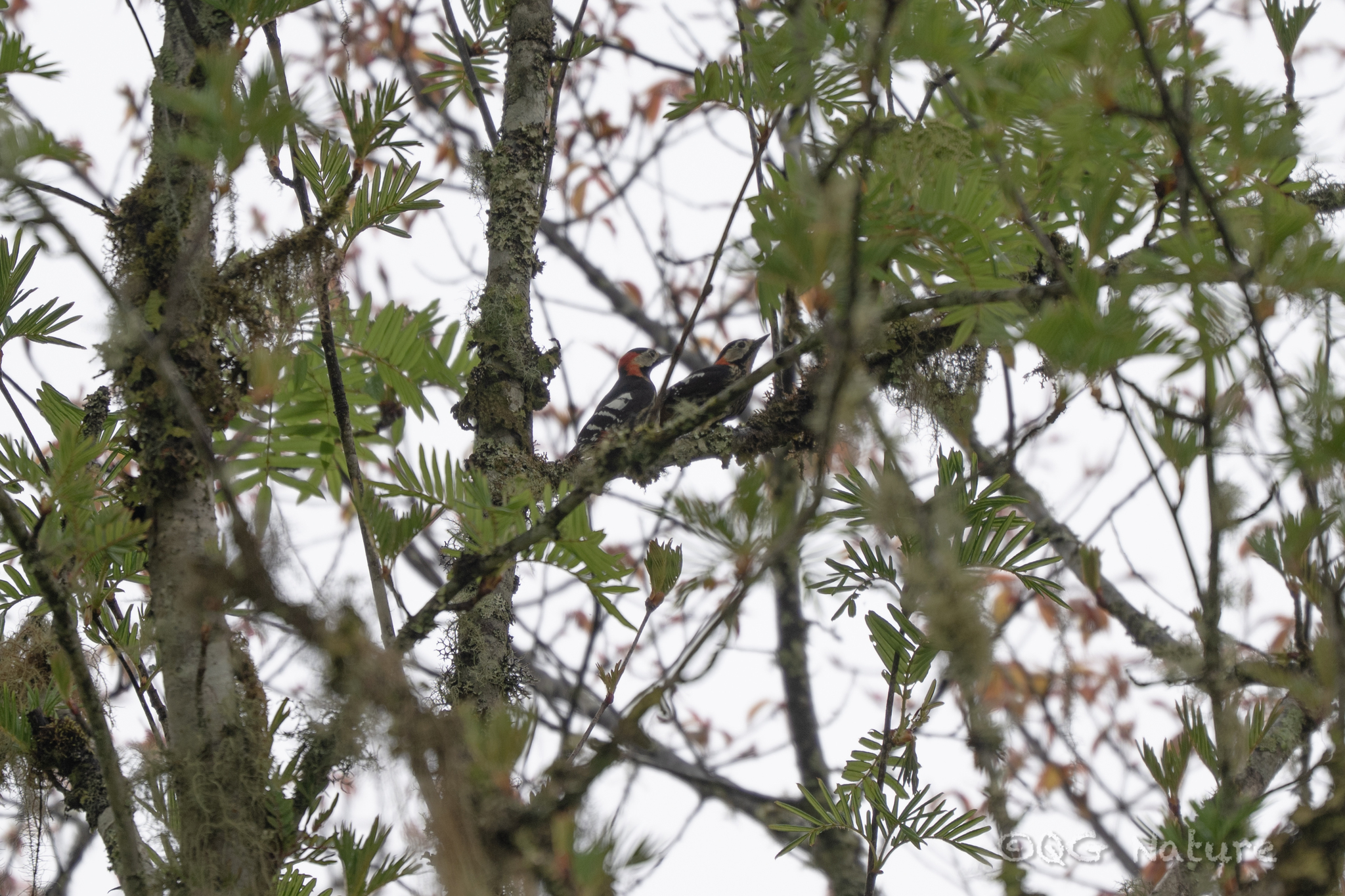 Crimson-naped Woodpecker (Dryobates cathpharius), photo 4