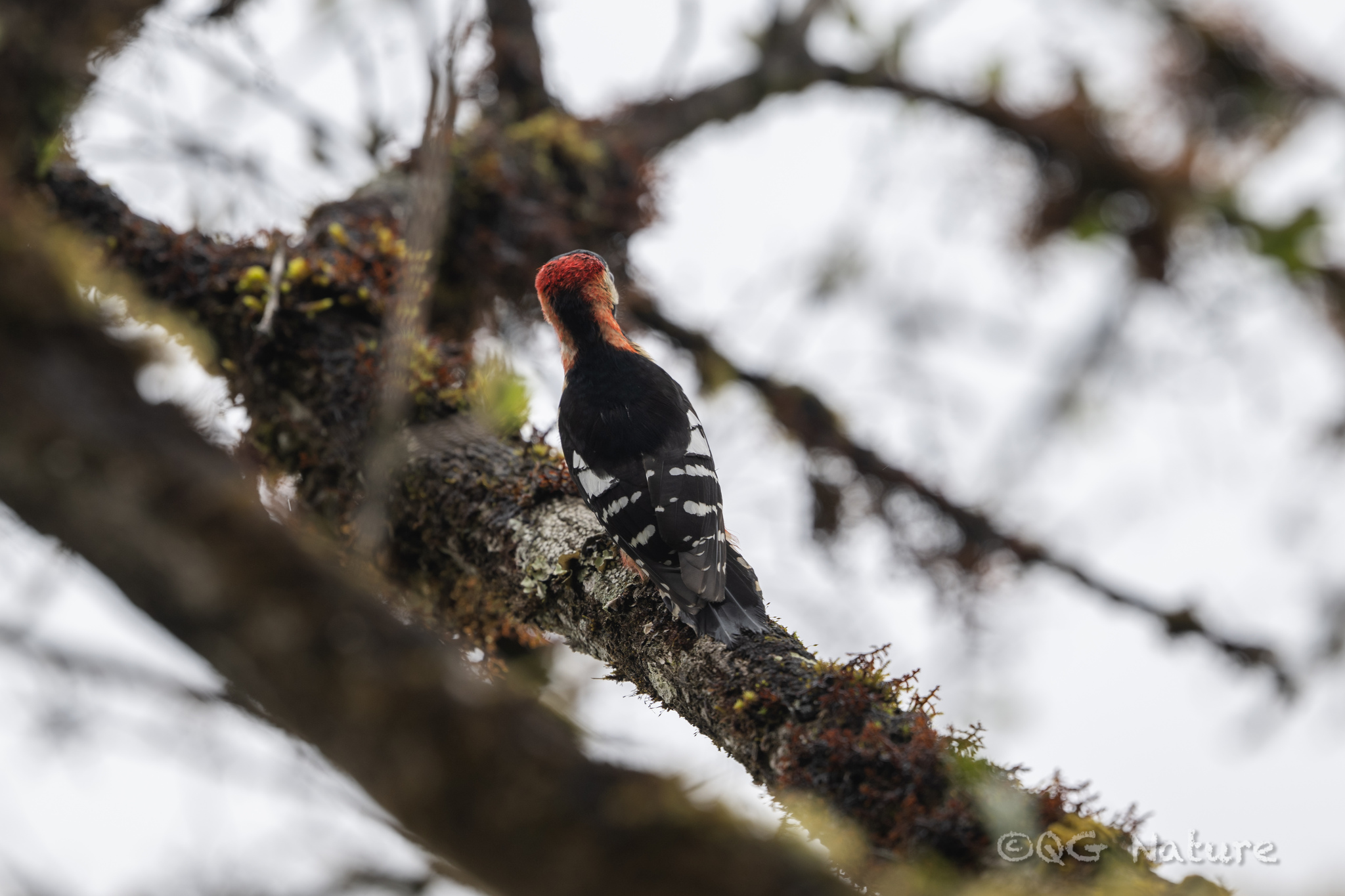 Crimson-naped Woodpecker (Dryobates cathpharius), photo 3