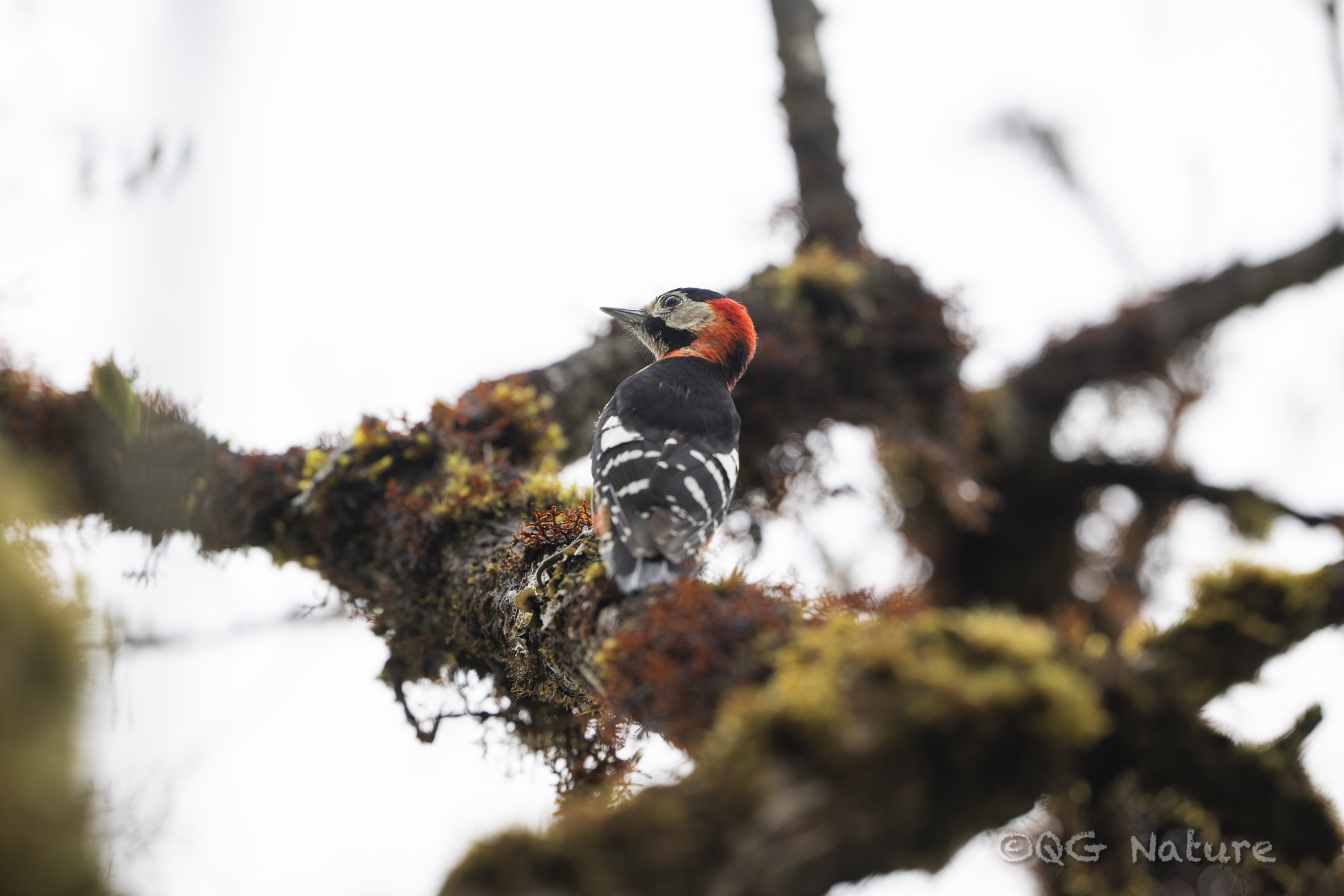 Crimson-naped Woodpecker (Dryobates cathpharius), photo 2