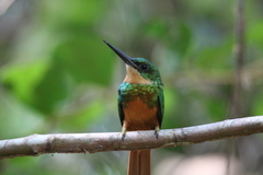 Galbula ruficauda