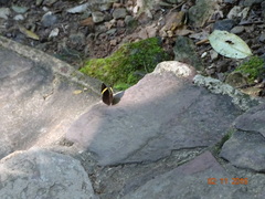Abisara fylla