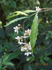 Clerodendrum laevifolium
