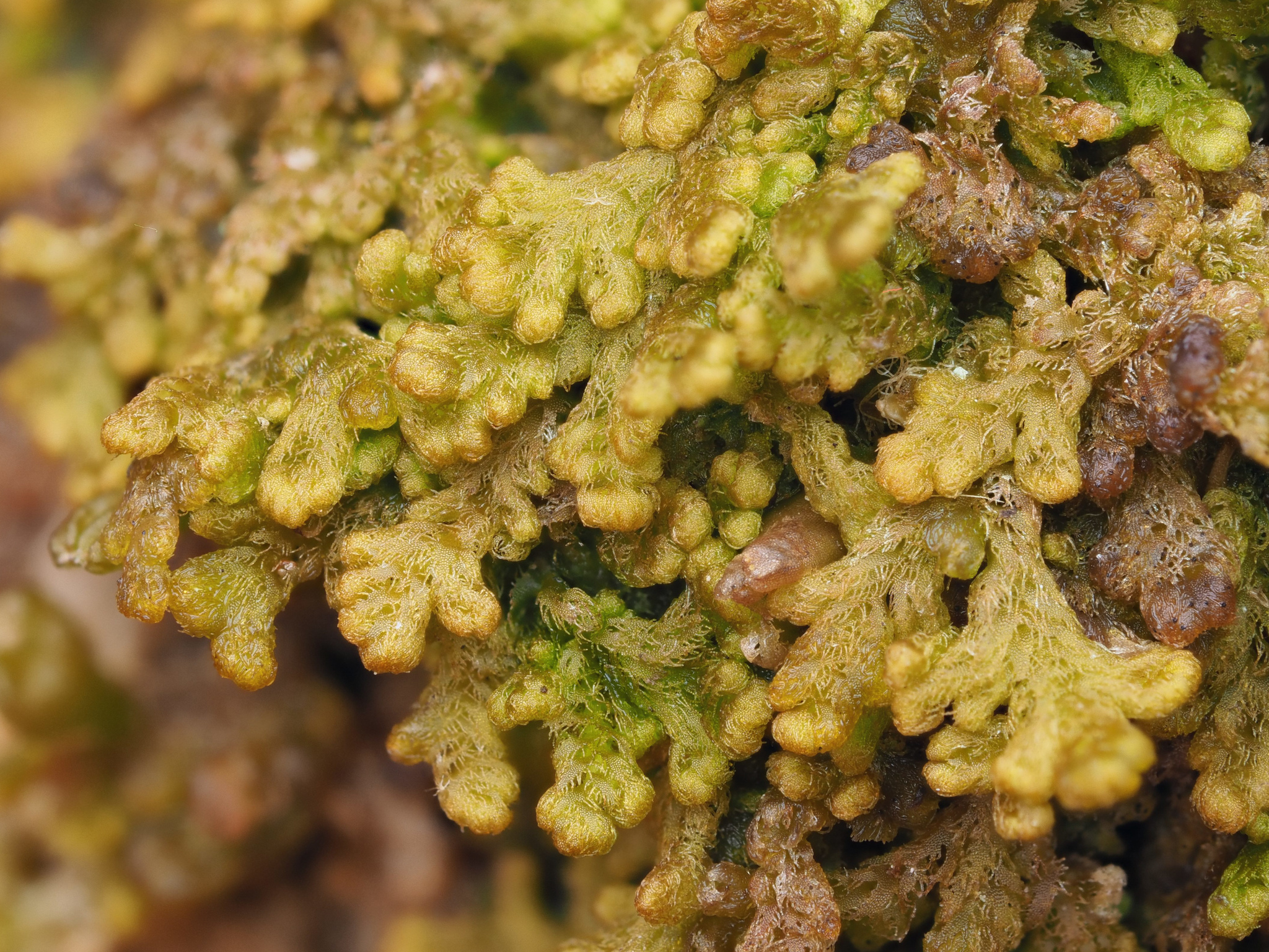 Ptilidium