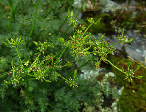 Lomatium serpentinum observed 2026-04-24