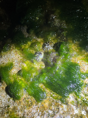 Ulva intestinalis, 2026-04-24