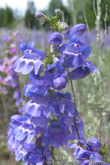Penstemon cyaneus