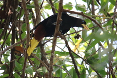 Psarocolius decumanus