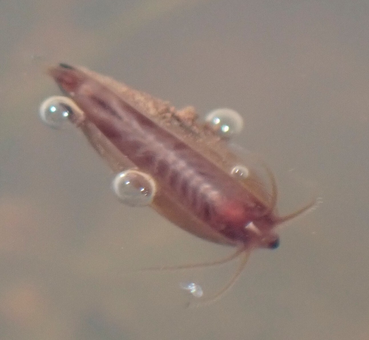 Cyzicus californicus (Packard, 1874)