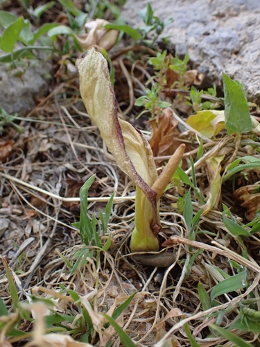 Arum concinnatum, photograph 6