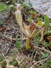 Arum concinnatum, photograph author not stated, no rights reserved
