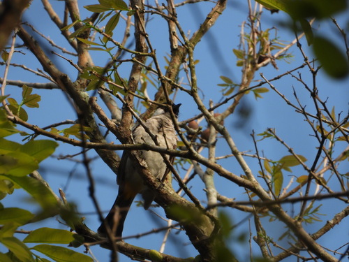Pycnonotus aurigaster