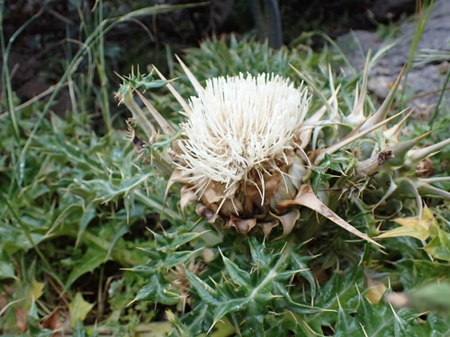 Cynara cornigera, photograph 5