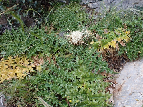 Cynara cornigera, photograph 6