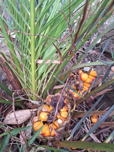 Macrozamia miquelii