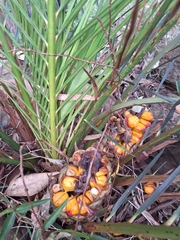 Macrozamia miquelii