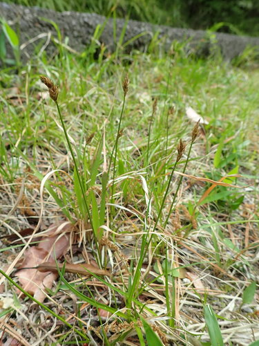 Carex arenicola iNat (1)