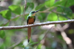 Galbula ruficauda