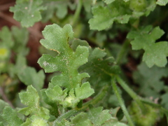 Grangea maderaspatana