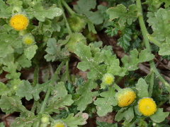 Grangea maderaspatana