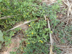 Grangea maderaspatana