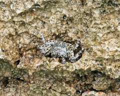 Grapsus albolineatus