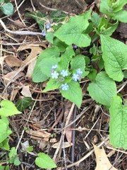 Brunnera
