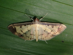 Eulepte