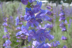 Penstemon cyaneus