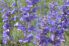 Penstemon cyaneus