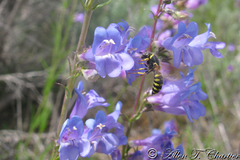 Penstemon cyaneus