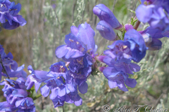 Penstemon cyaneus