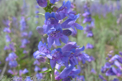 Penstemon cyaneus