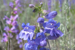 Penstemon cyaneus