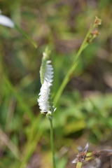 Spiranthes vernalis image