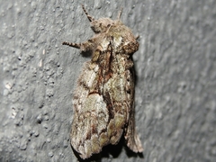 Heterocampa