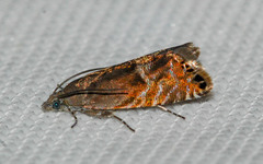 Sereda tautana