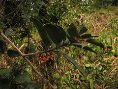 Satyria warszewiczii