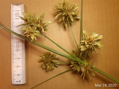 Cyperus elegans