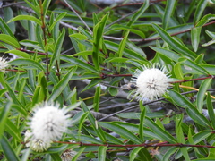 Cephalanthus salicifolius