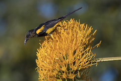 Icterus dominicensis