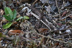 Mastigodryas alternatus